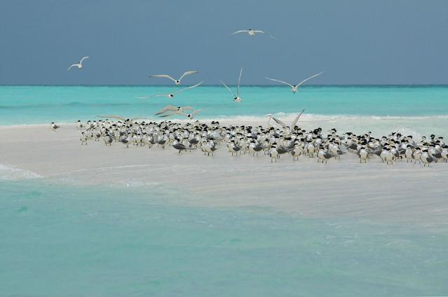 Tubbataha Reef